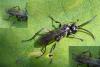 Caliadurgus fasciatellus